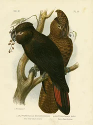 Stornäbbad svart kakadua, 1891